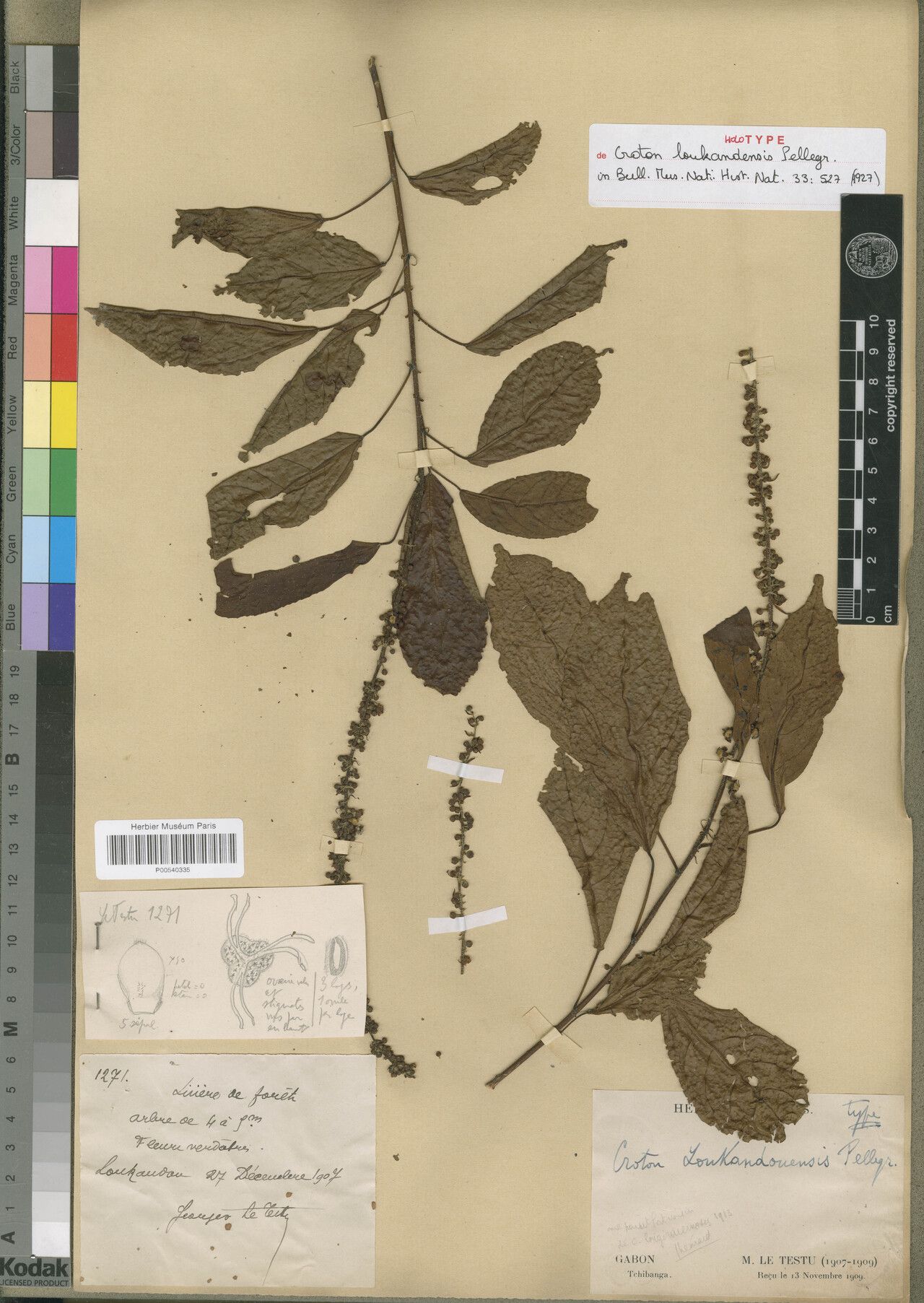 Croton loukandensis — houseplant care guide