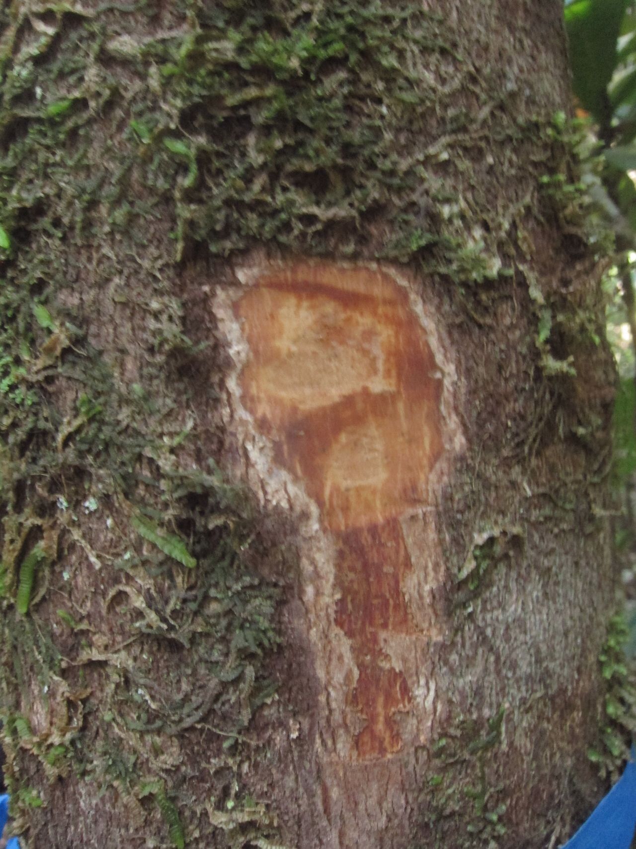 Beilschmiedia oreophila bark