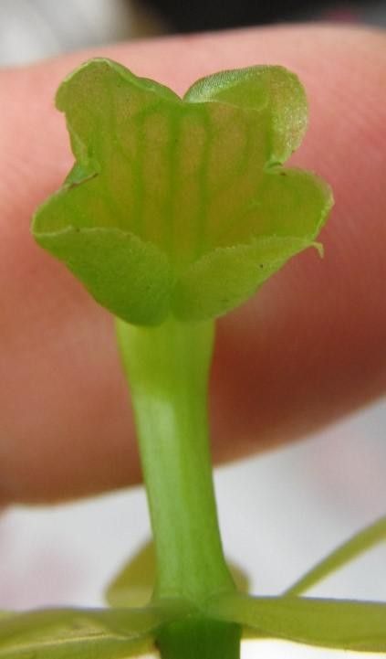 Epidendrum candelabrum other