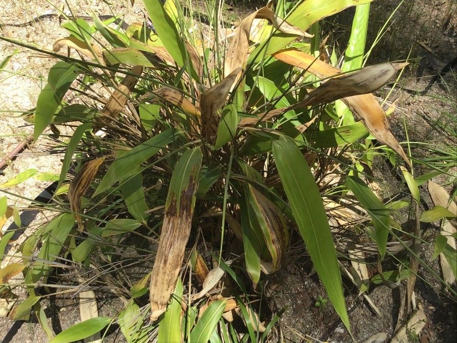 Indocalamus tessellatus — search result for 'Bamboo'