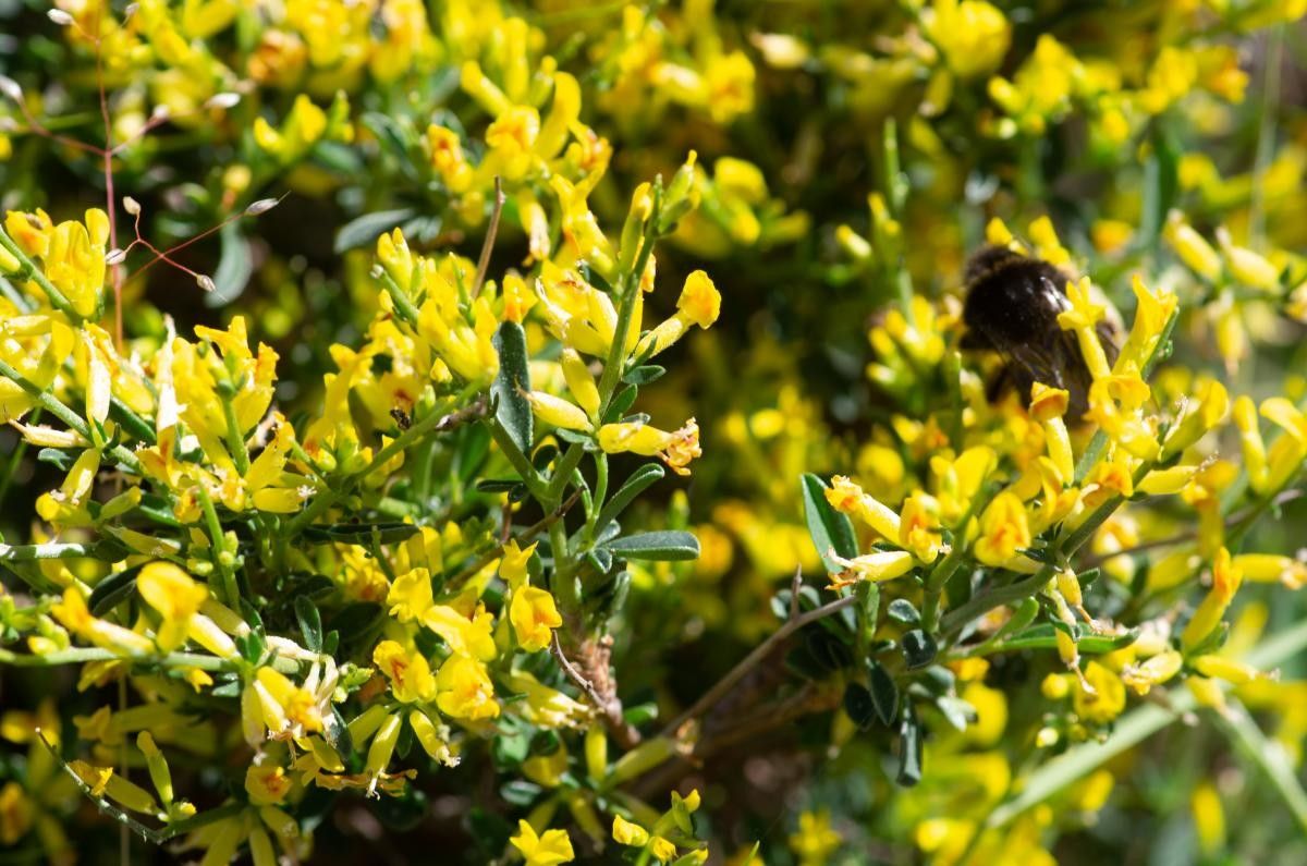 Cytisus laniger flower