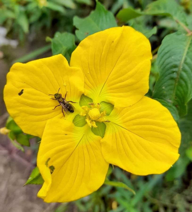 Ludwigia bonariensis flower