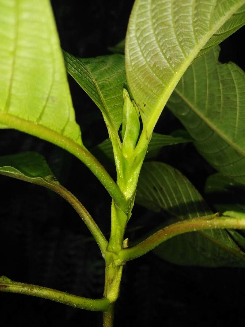 Guettarda crispiflora — related species from the same genus