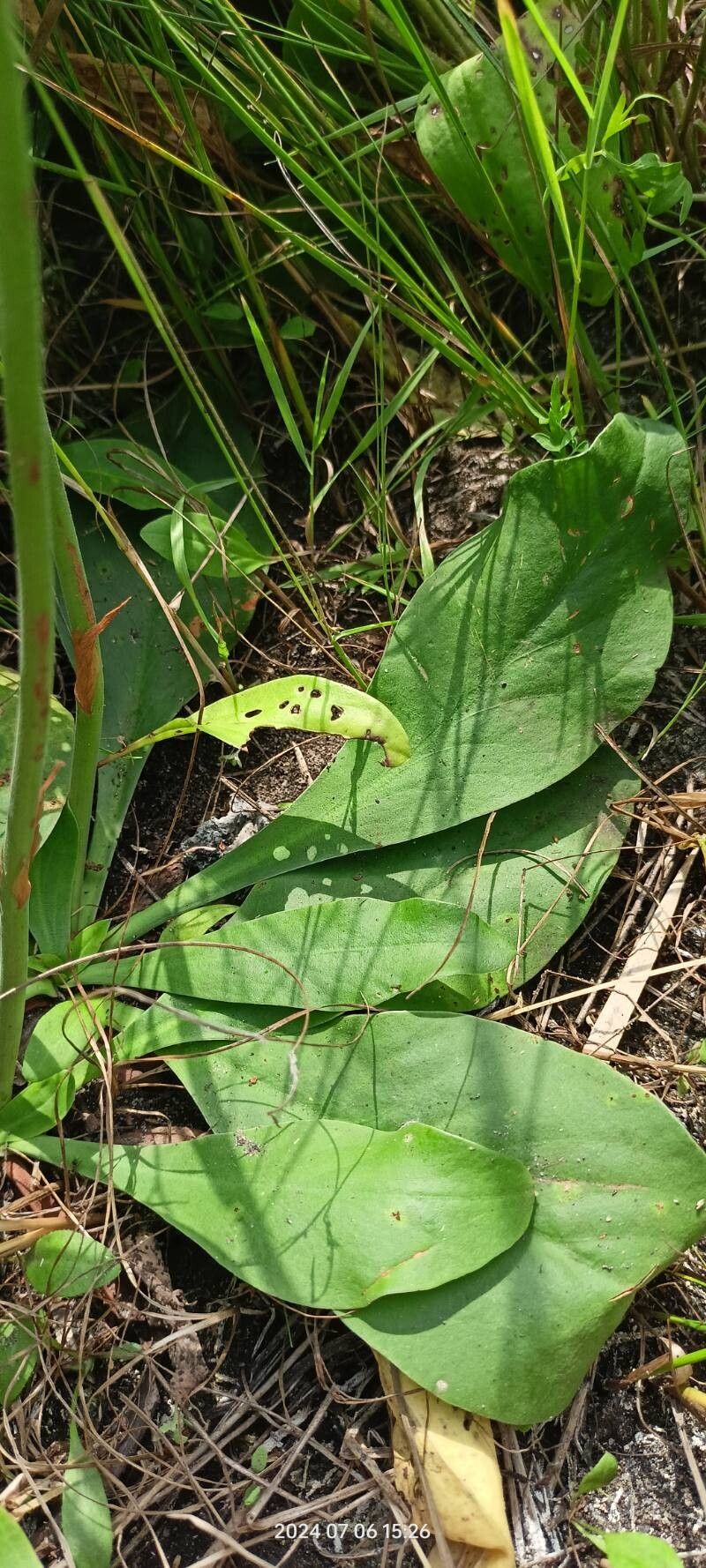 Limonium tomentellum — houseplant care guide