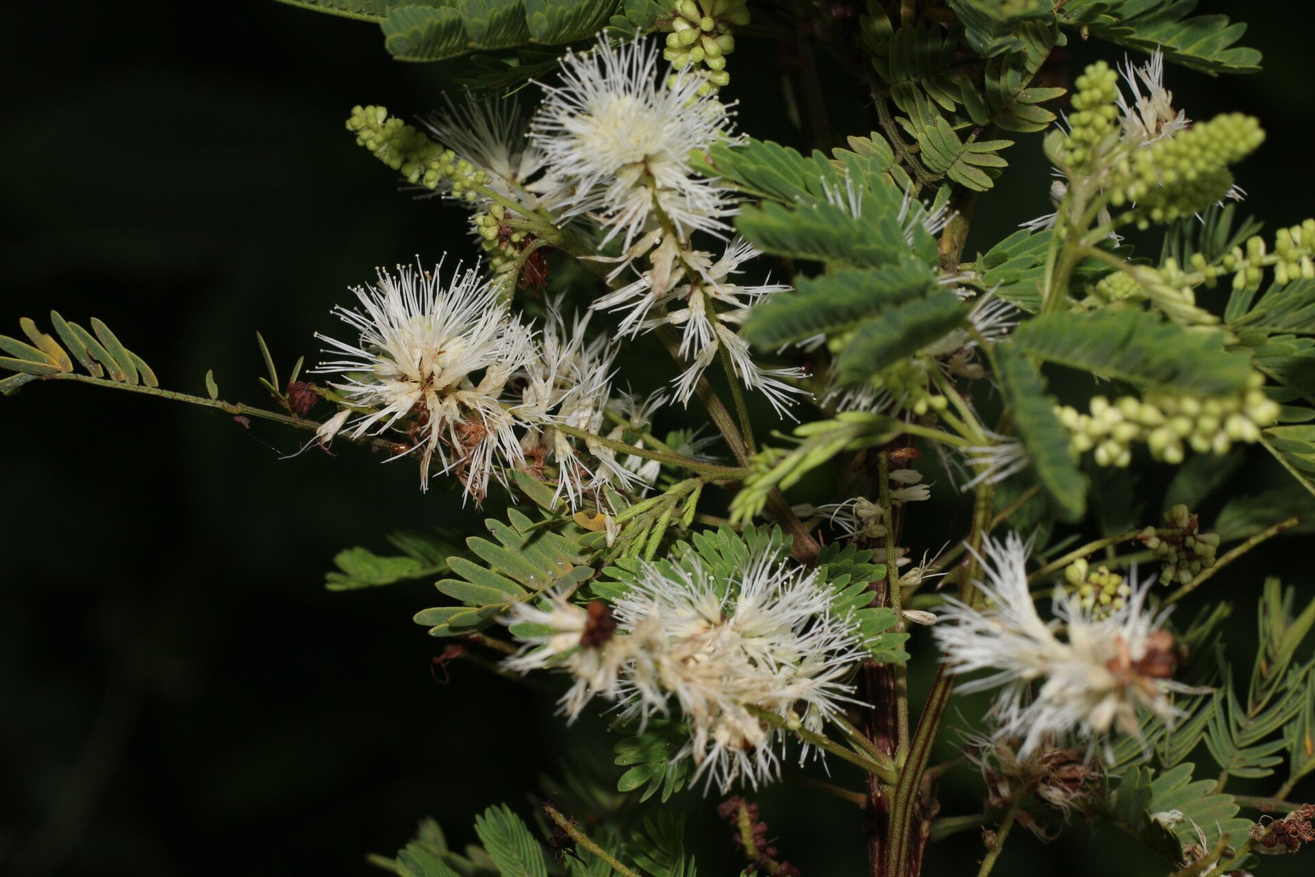 Mimosa platycarpa habit