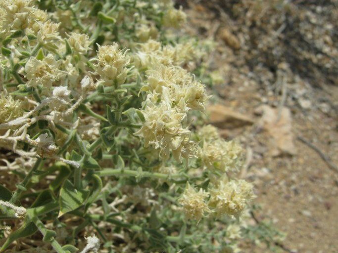Petalonyx thurberi flower