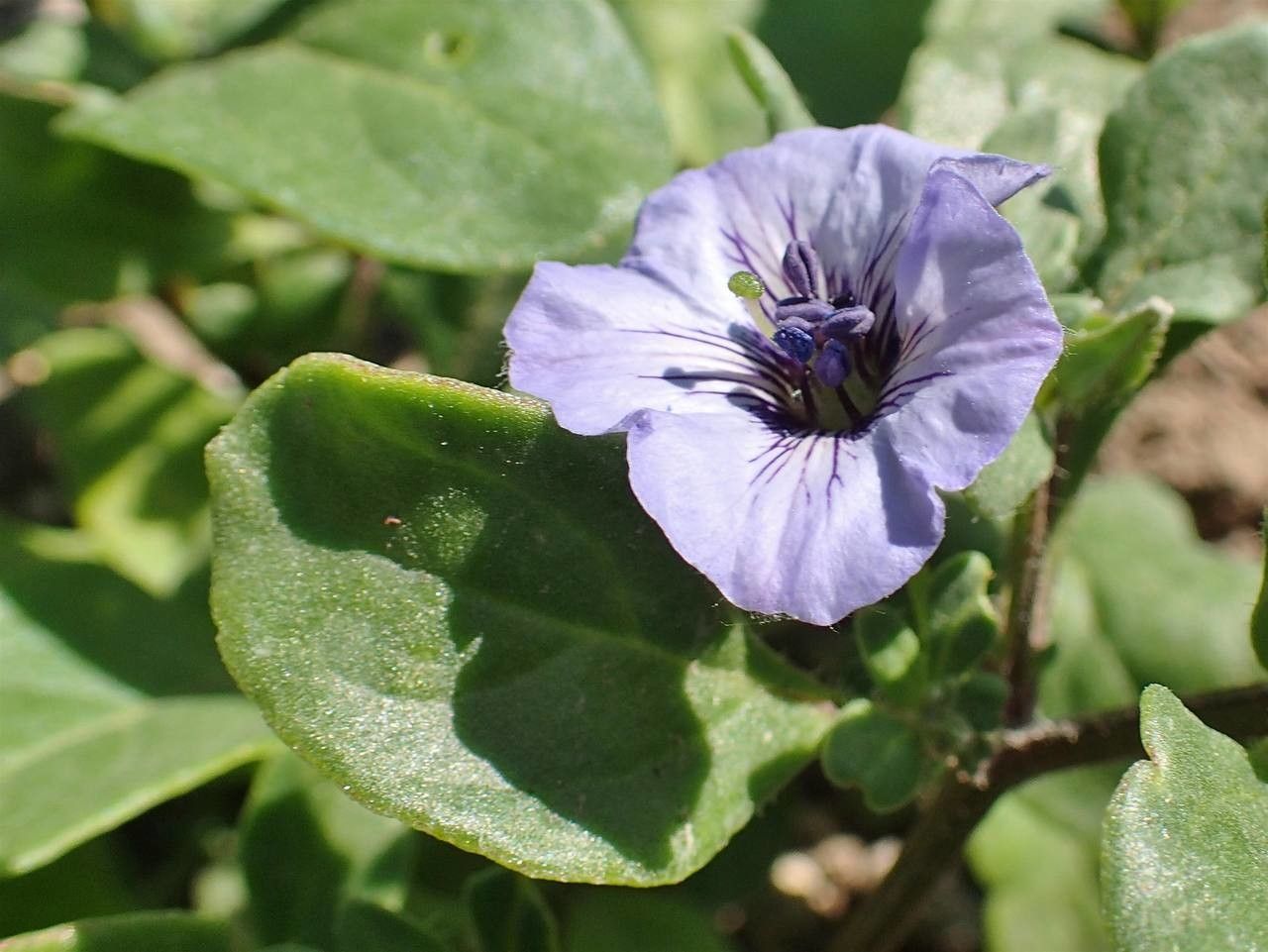 Nolana humifusa flower
