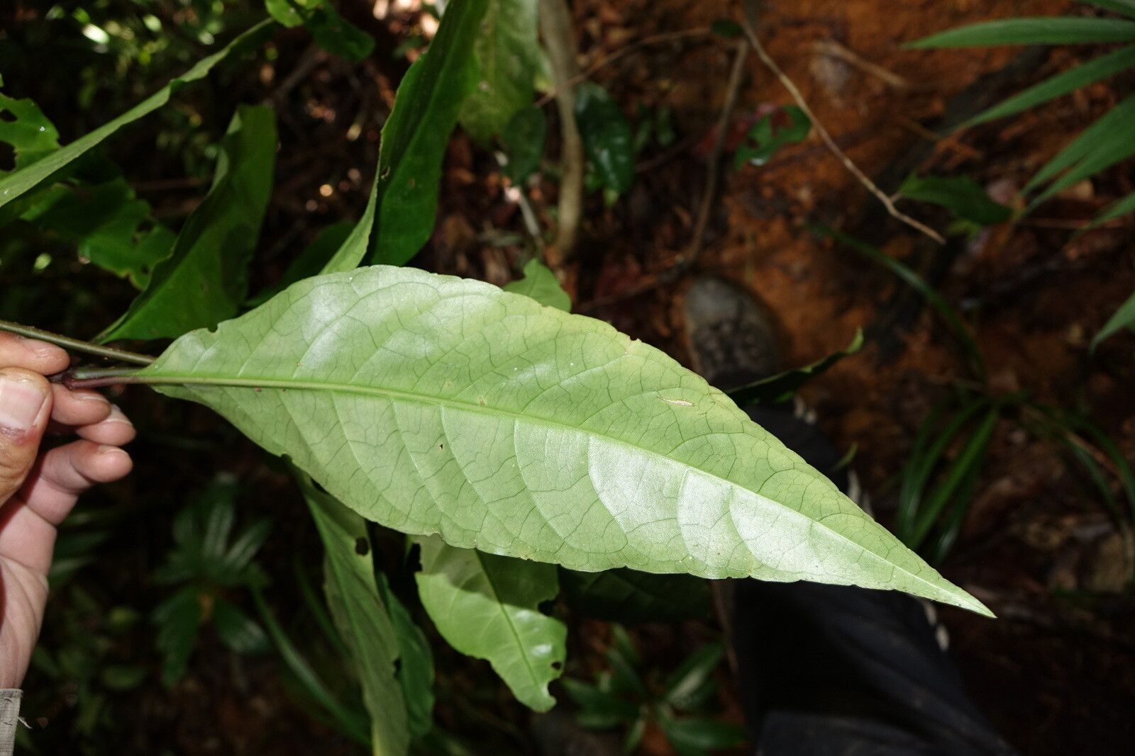 Hypoestes multispicata — houseplant care guide