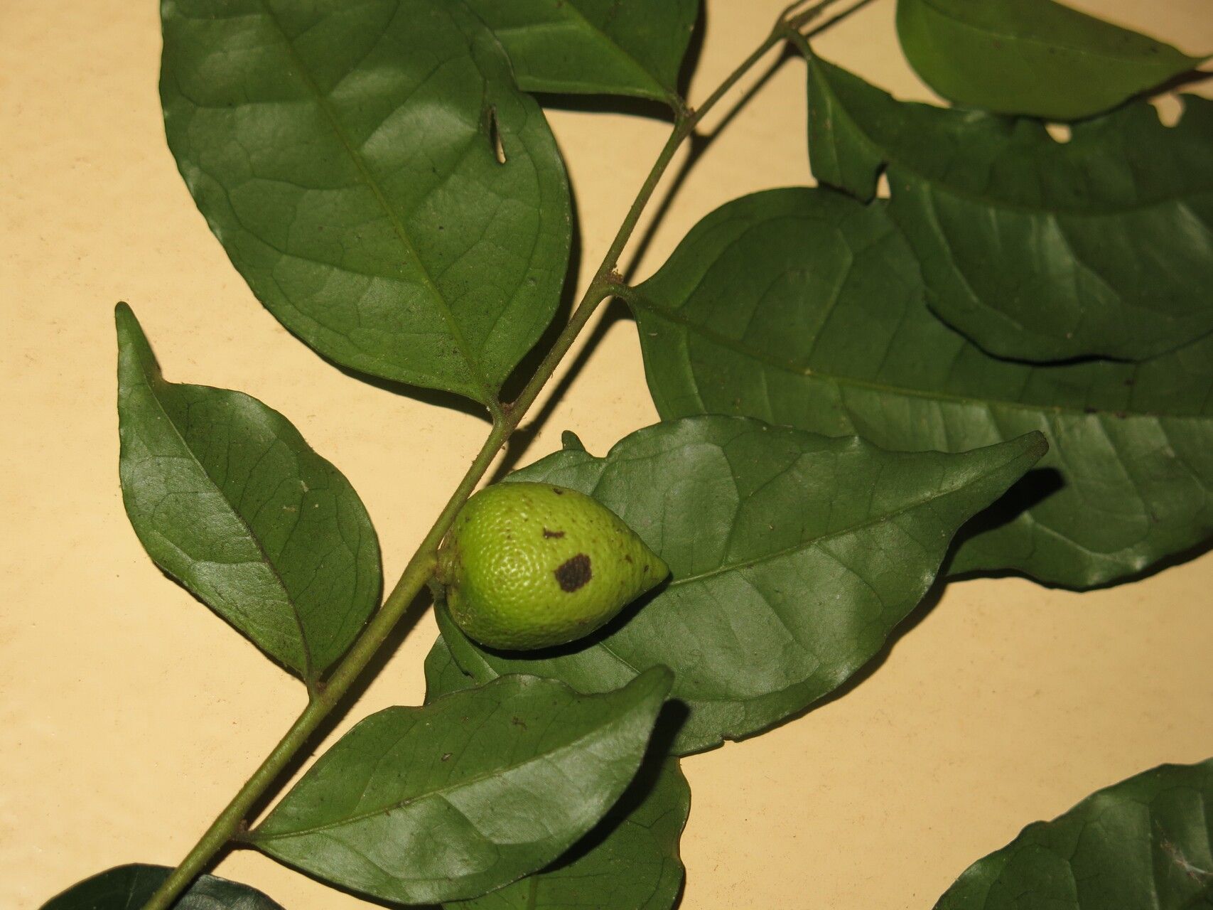 Diospyros vermoesenii fruit
