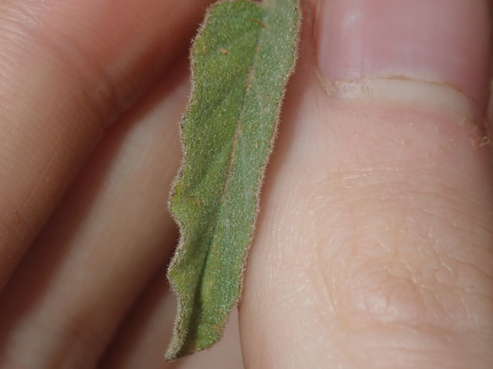 Solanum cleistogamum — houseplant care guide