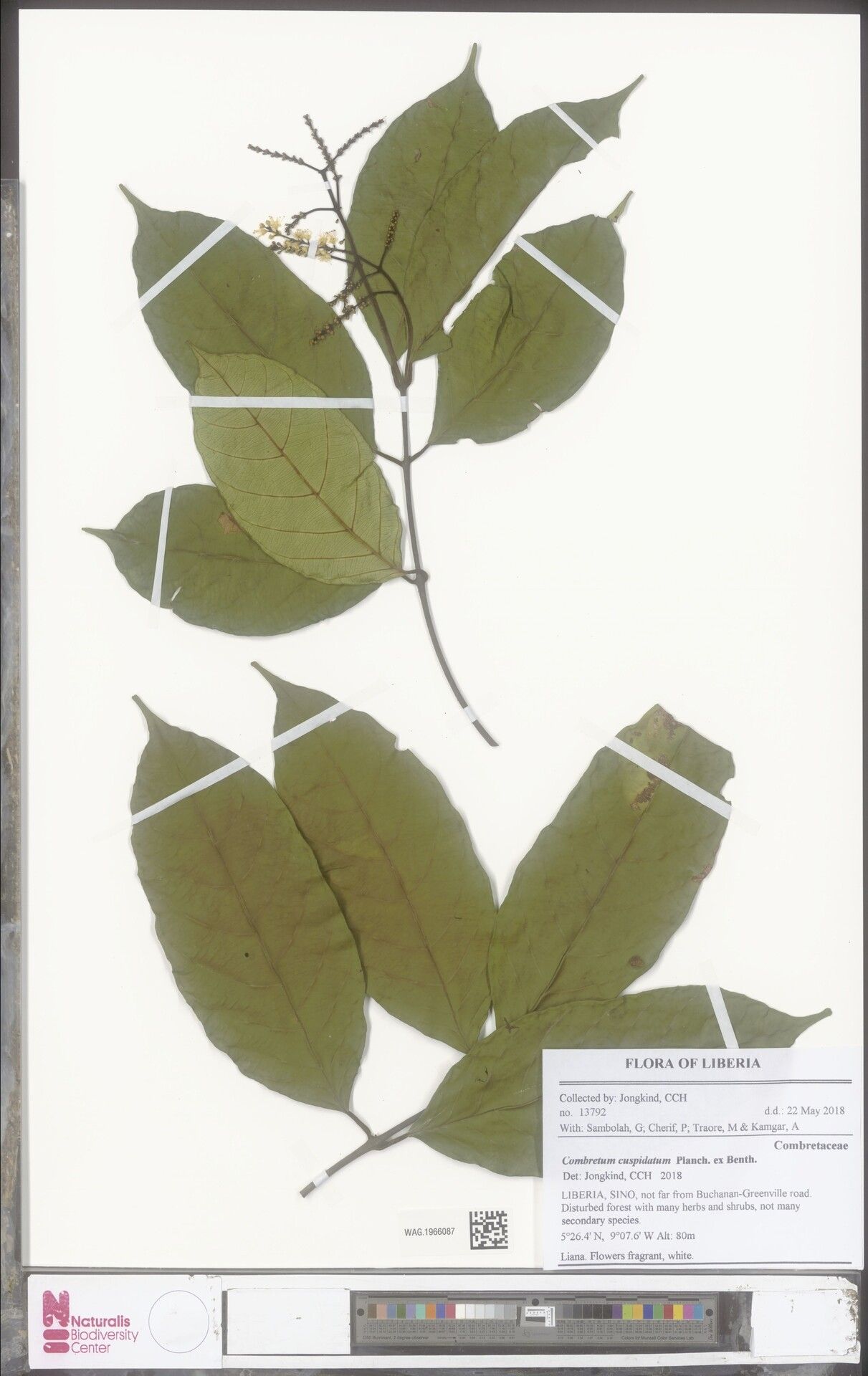 Combretum cuspidatum — houseplant care guide