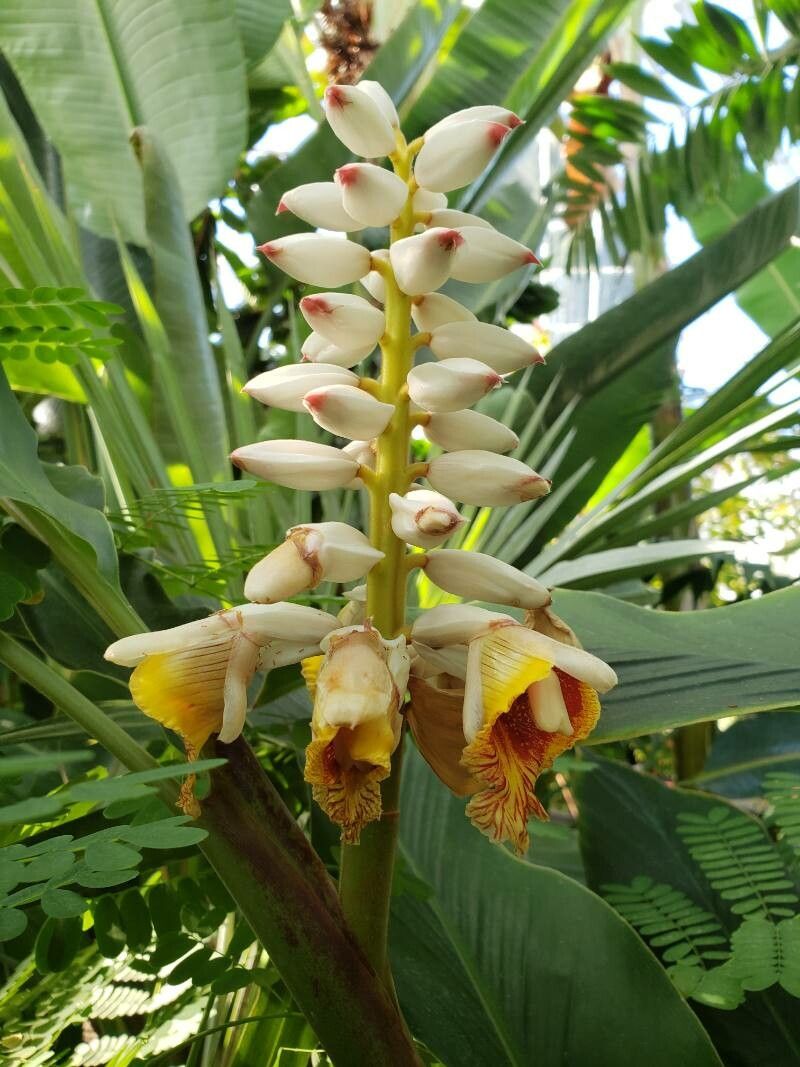 Alpinia malaccensis flower
