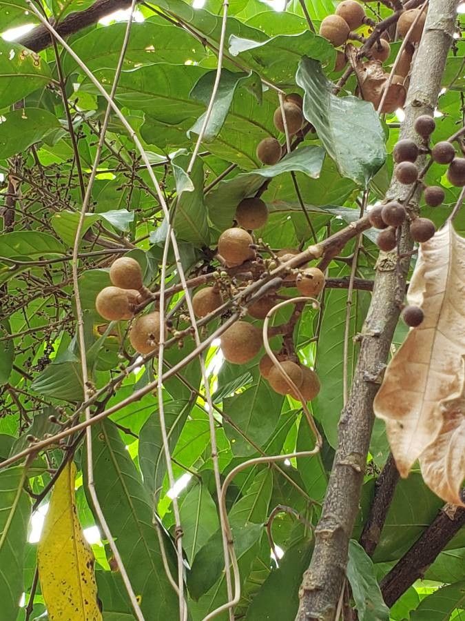 Guarea guidonia fruit