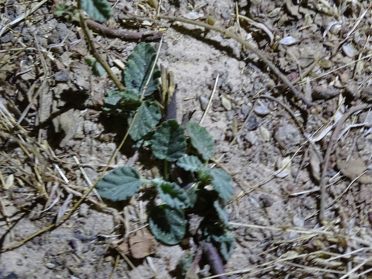 Sida cordifolia leaf