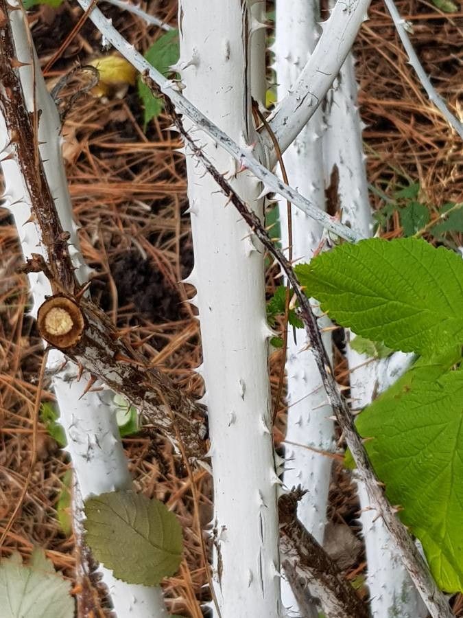 Rubus biflorus bark
