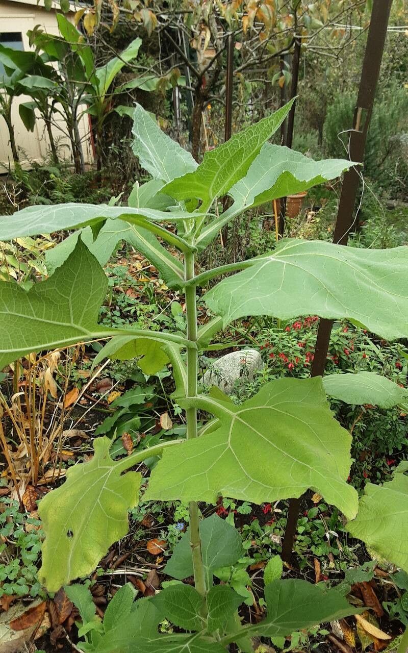 Smallanthus sonchifolius habit