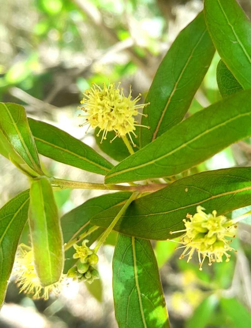 Terminalia australis flower