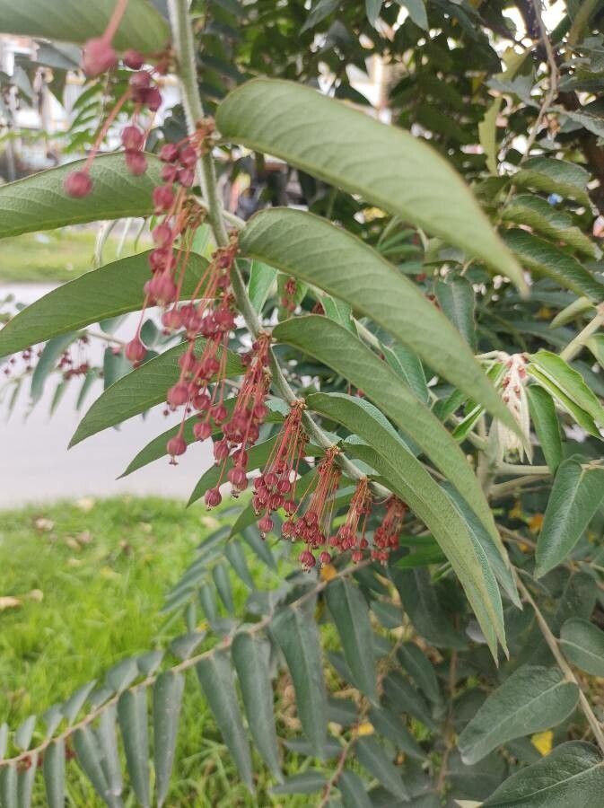 Phyllanthus salviifolius fruit