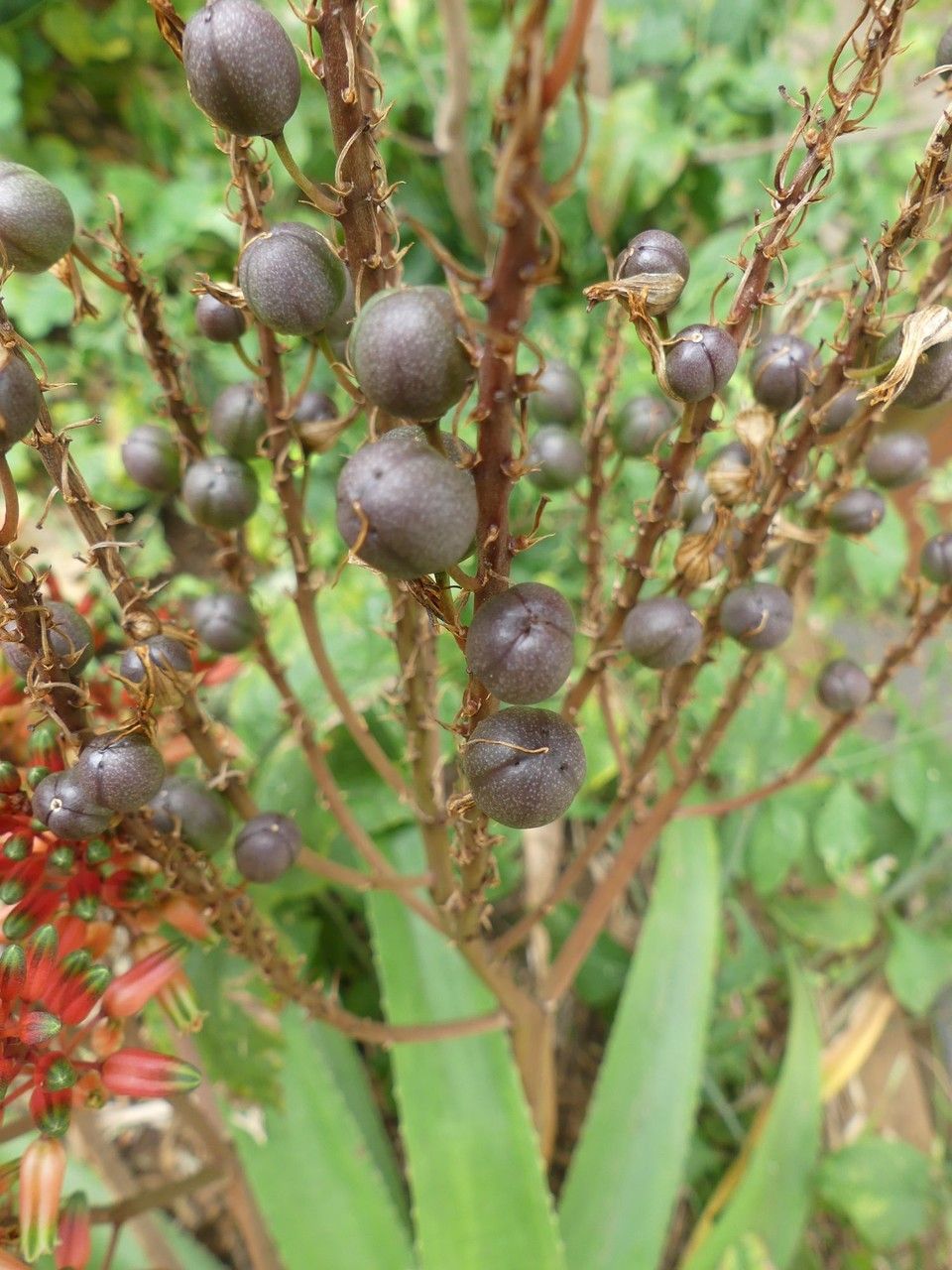 Aloe macra fruit