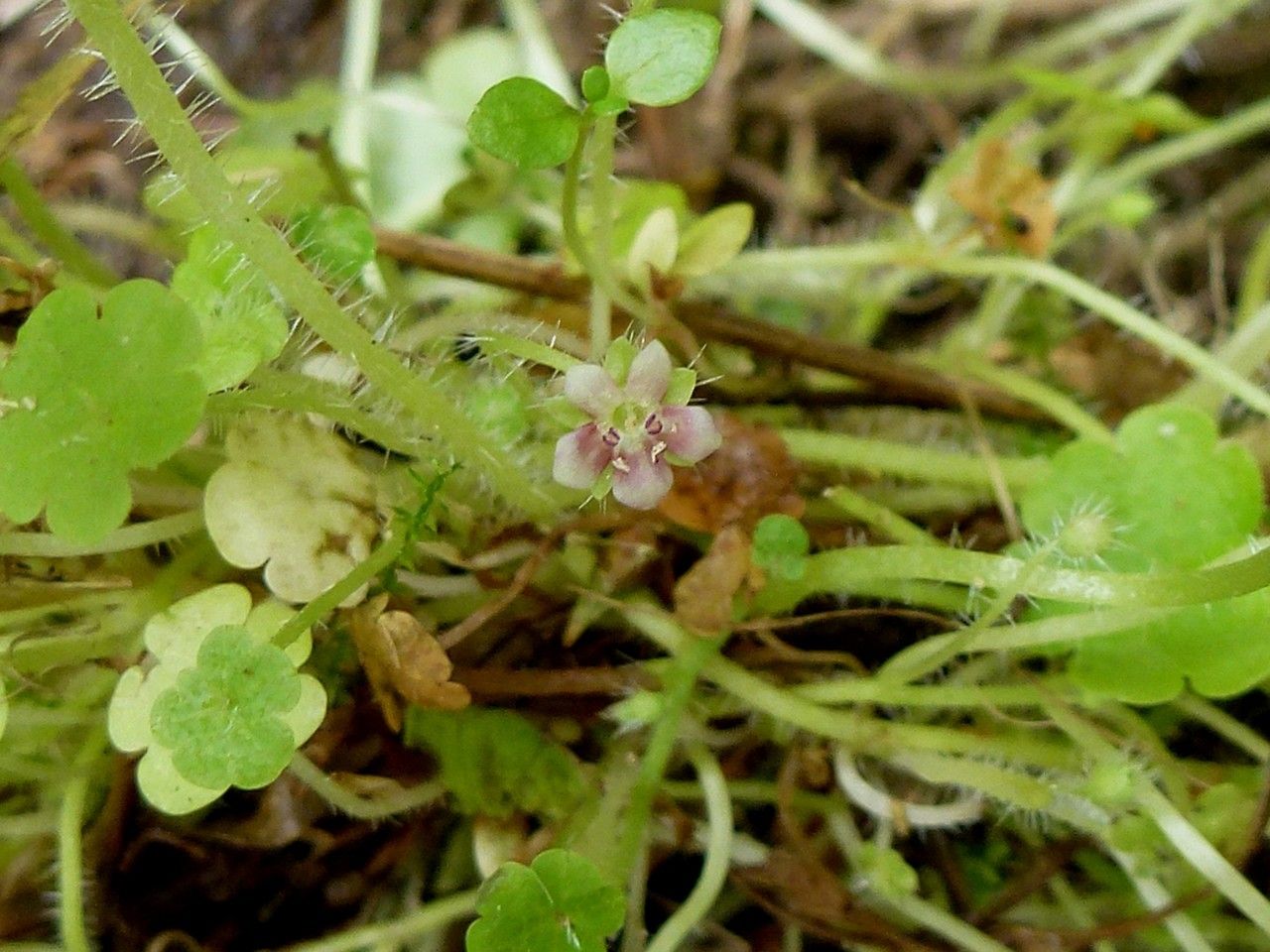 Sibthorpia europaea flower