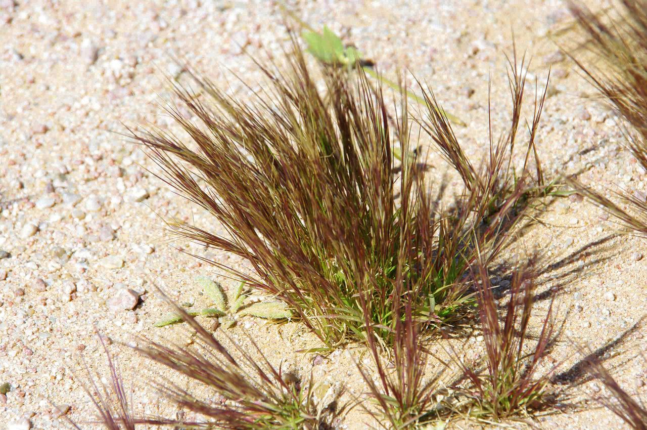 Aristida mutabilis habit