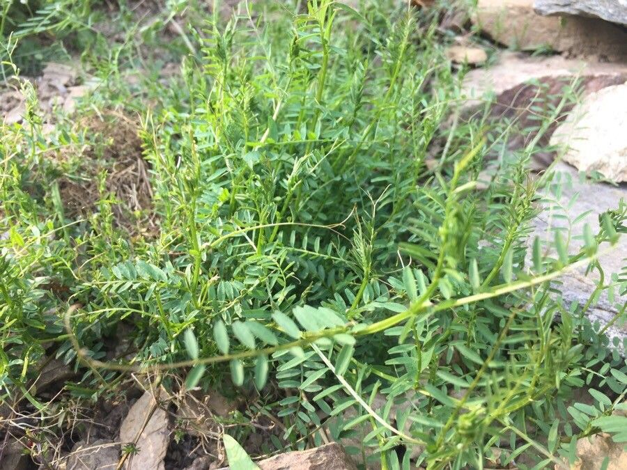 Vicia ervilia leaf
