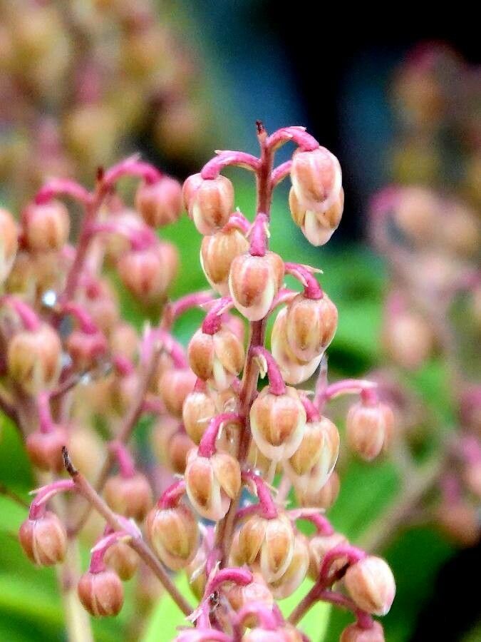 Pyrola picta flower
