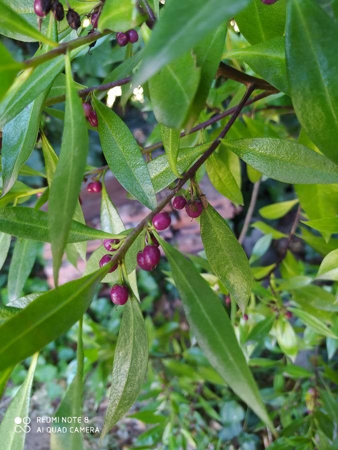 Myoporum laetum fruit