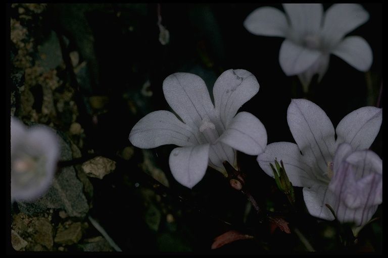 Campanula exigua — search result for 'Campanulaceae'