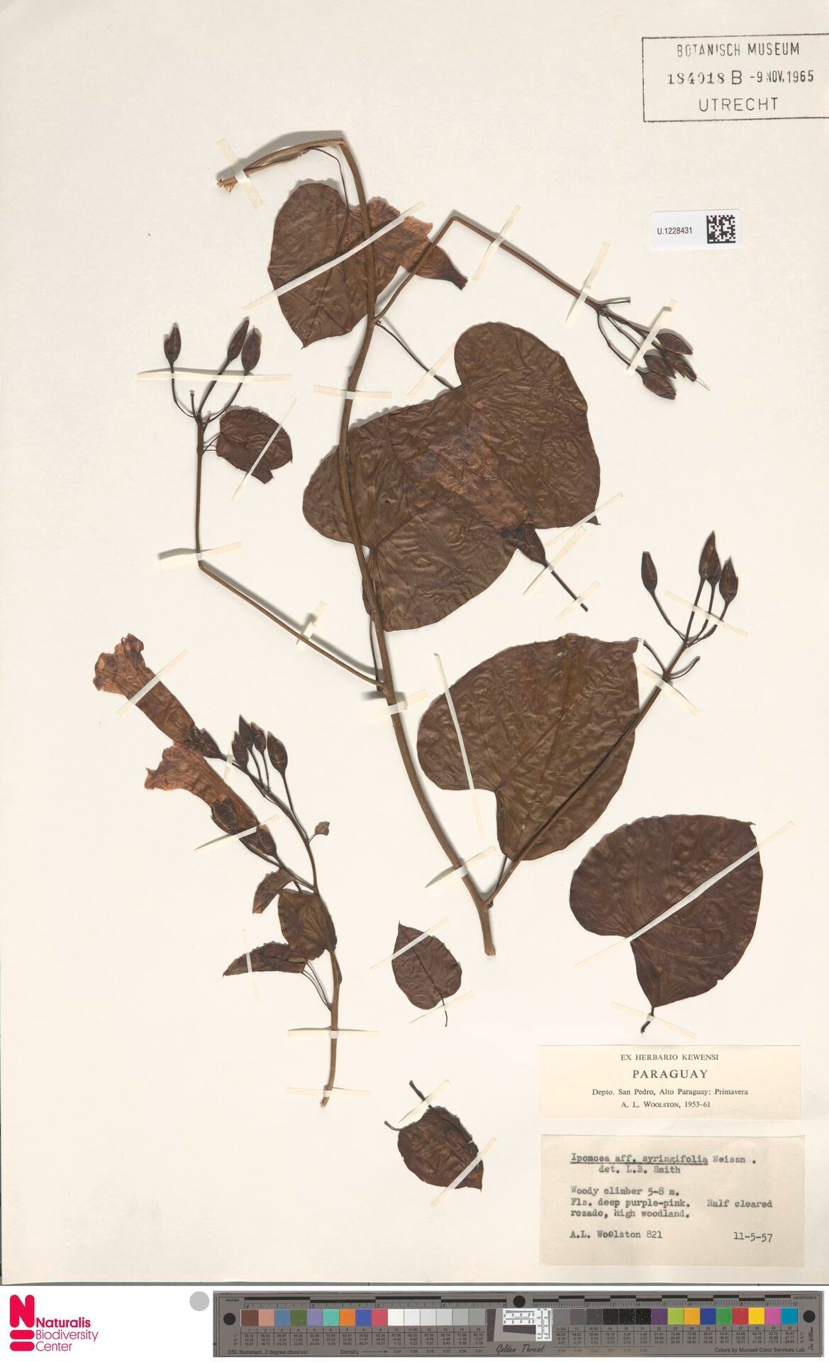 Argyreia baronii — related species from the same genus