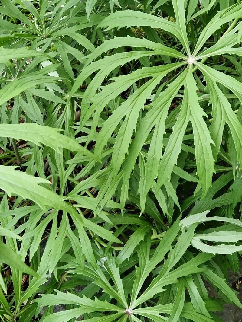 Syneilesis aconitifolia leaf