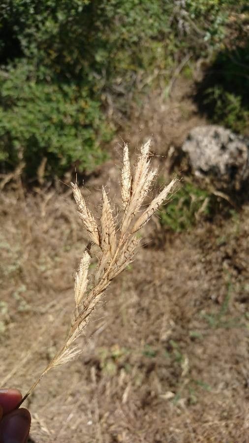 Bromus lanceolatus flower