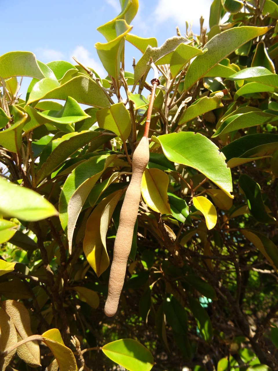 Quadrella cynophallophora fruit