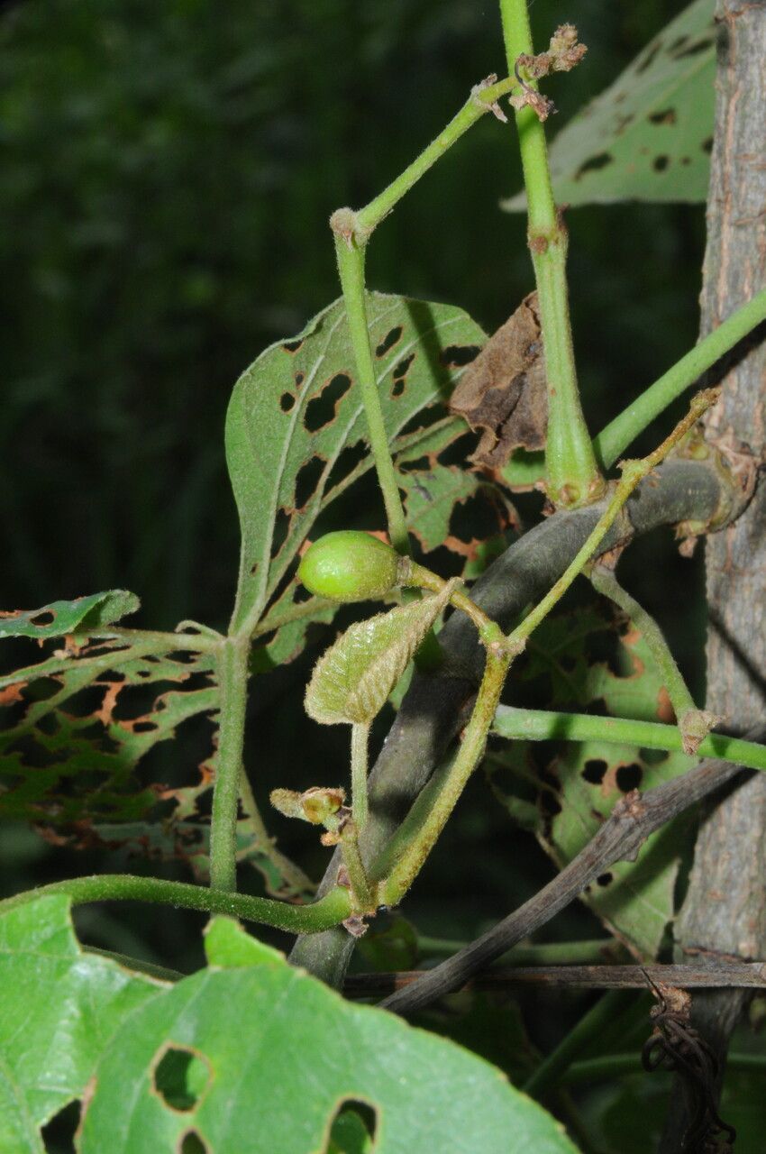 Cissus repanda habit