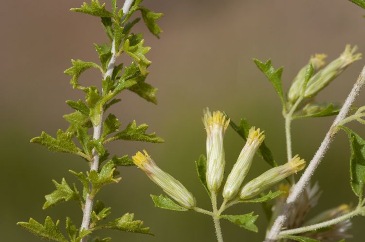 Brickellia laciniata flower