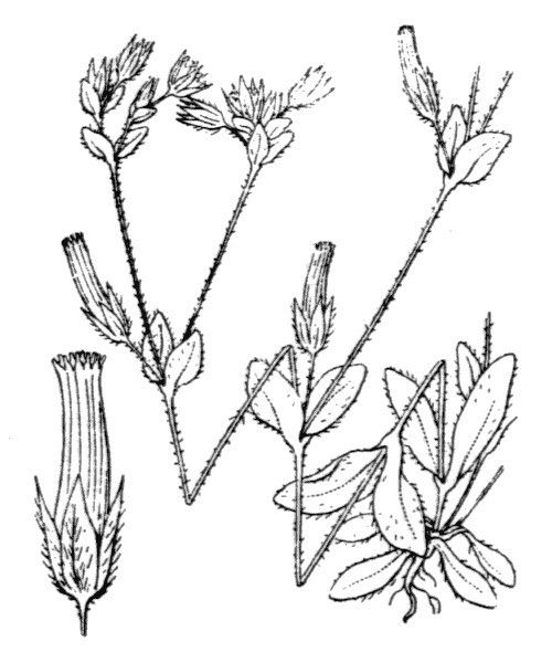 Cerastium siculum other