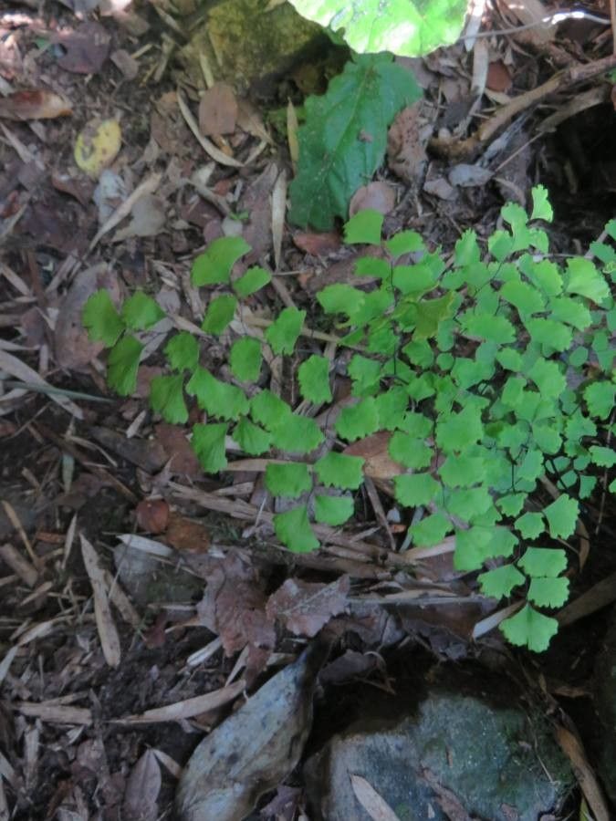 Adiantum chilense — search result for 'Adiantum'