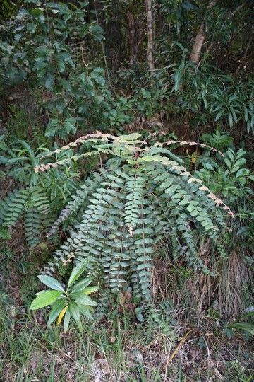Phyllanthus mangenotii habit