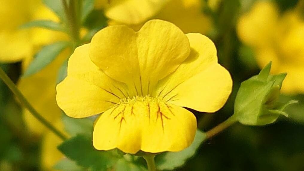 Mecardonia procumbens flower
