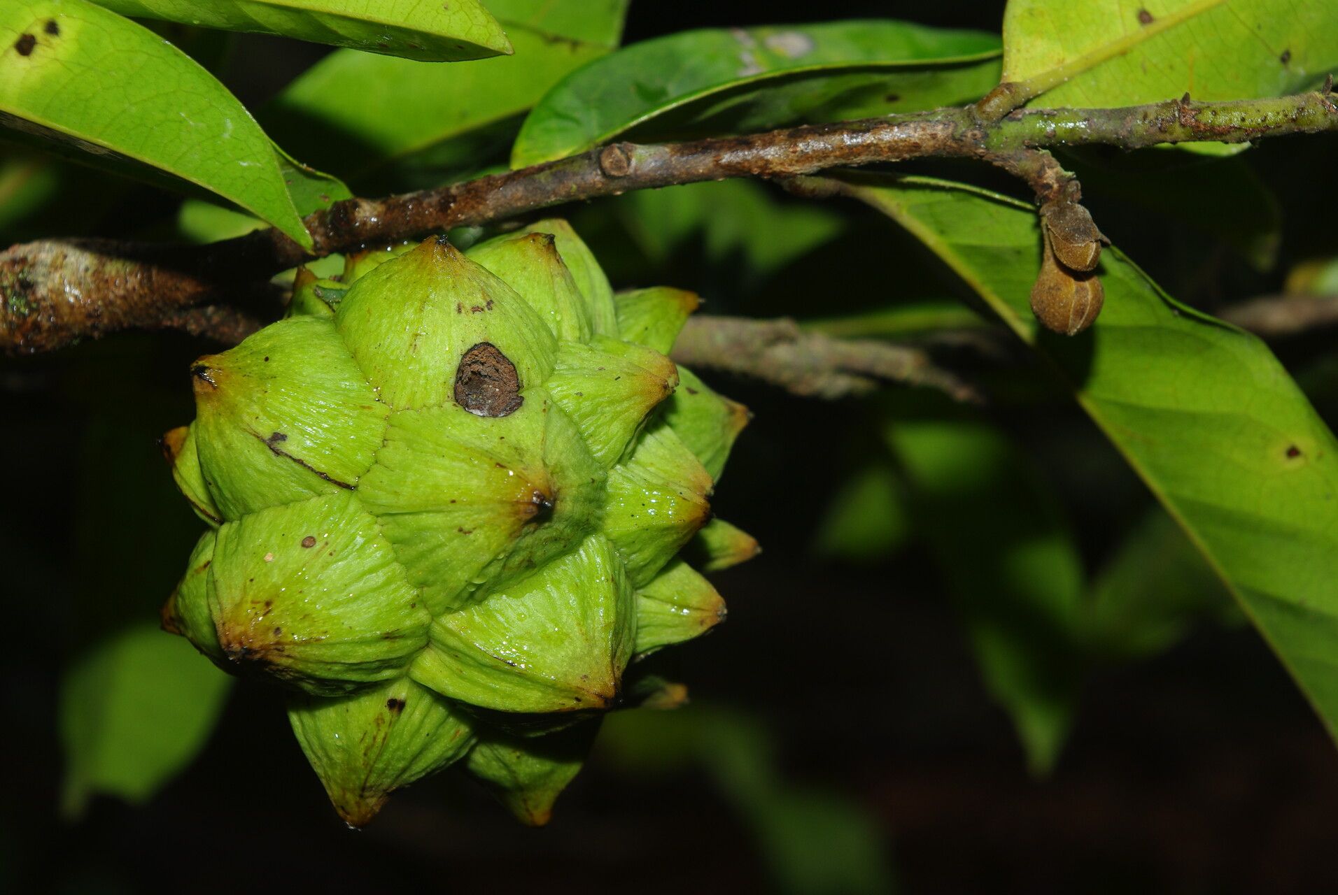 Duguetia barteri fruit