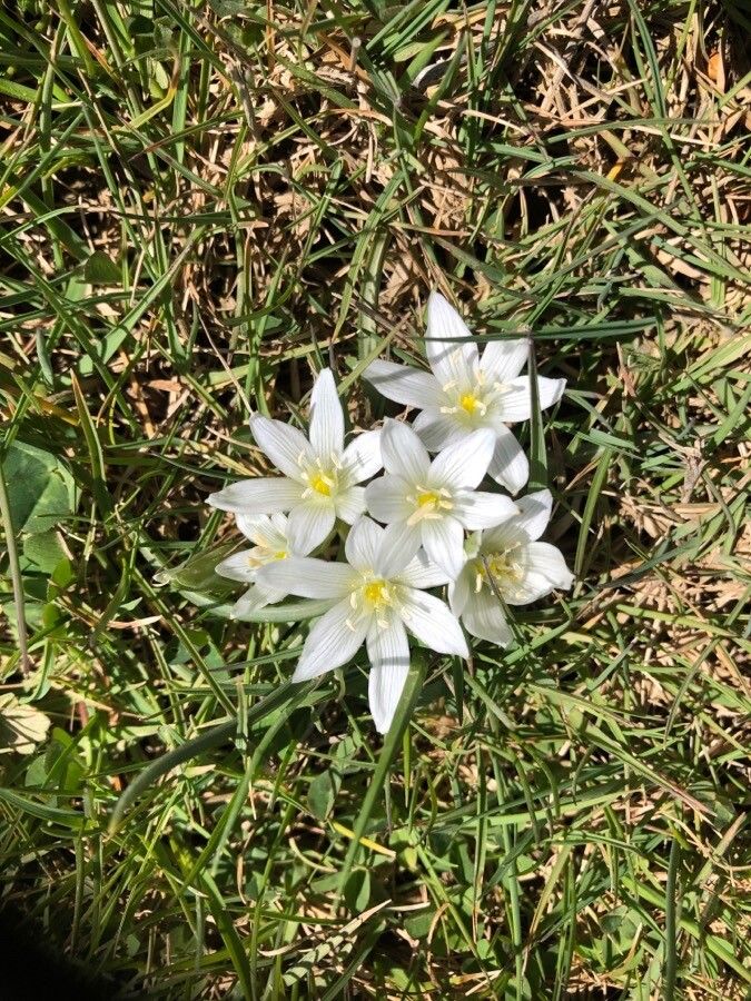Ornithogalum exscapum flower