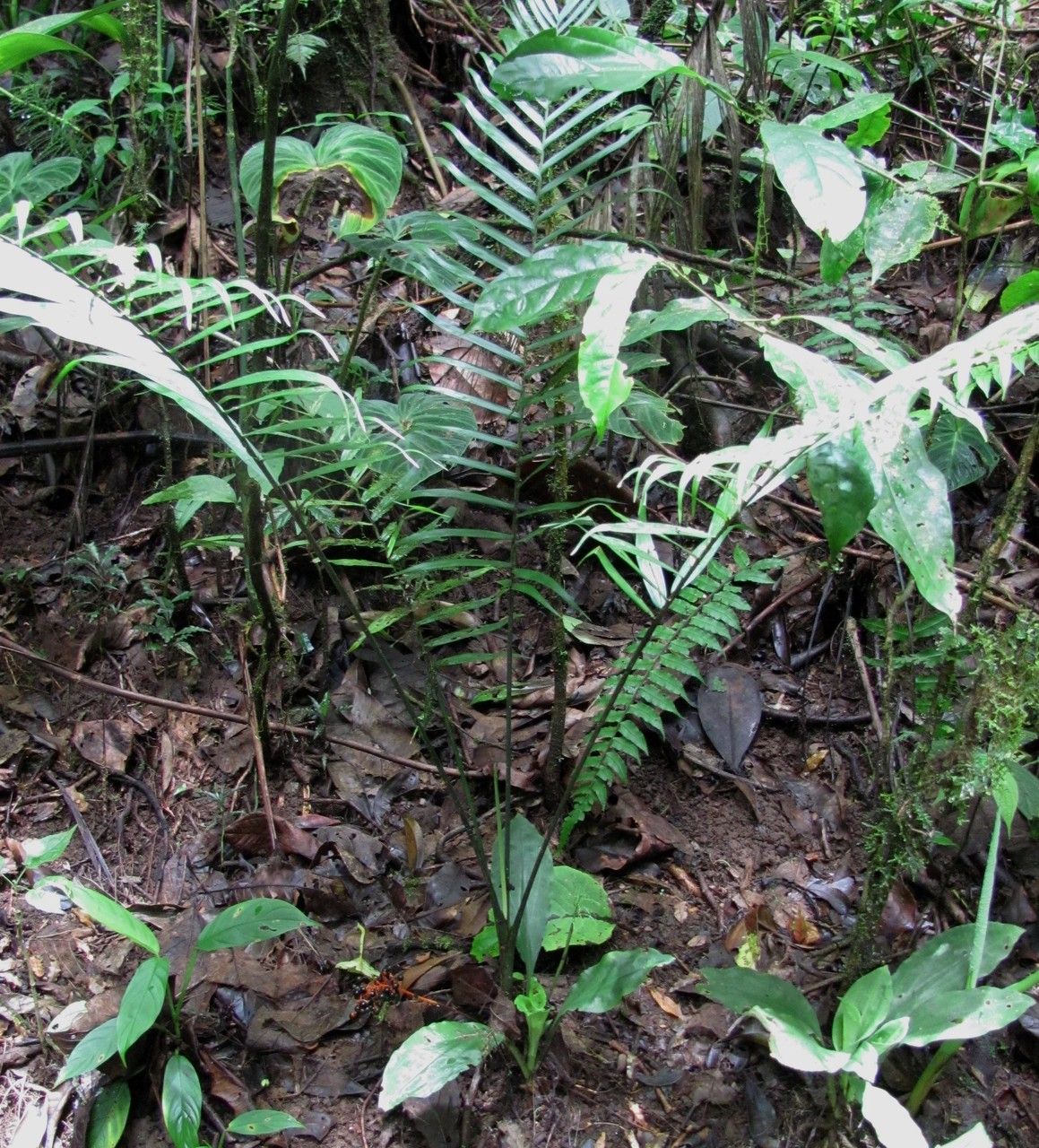 Chamaedorea binderi habit
