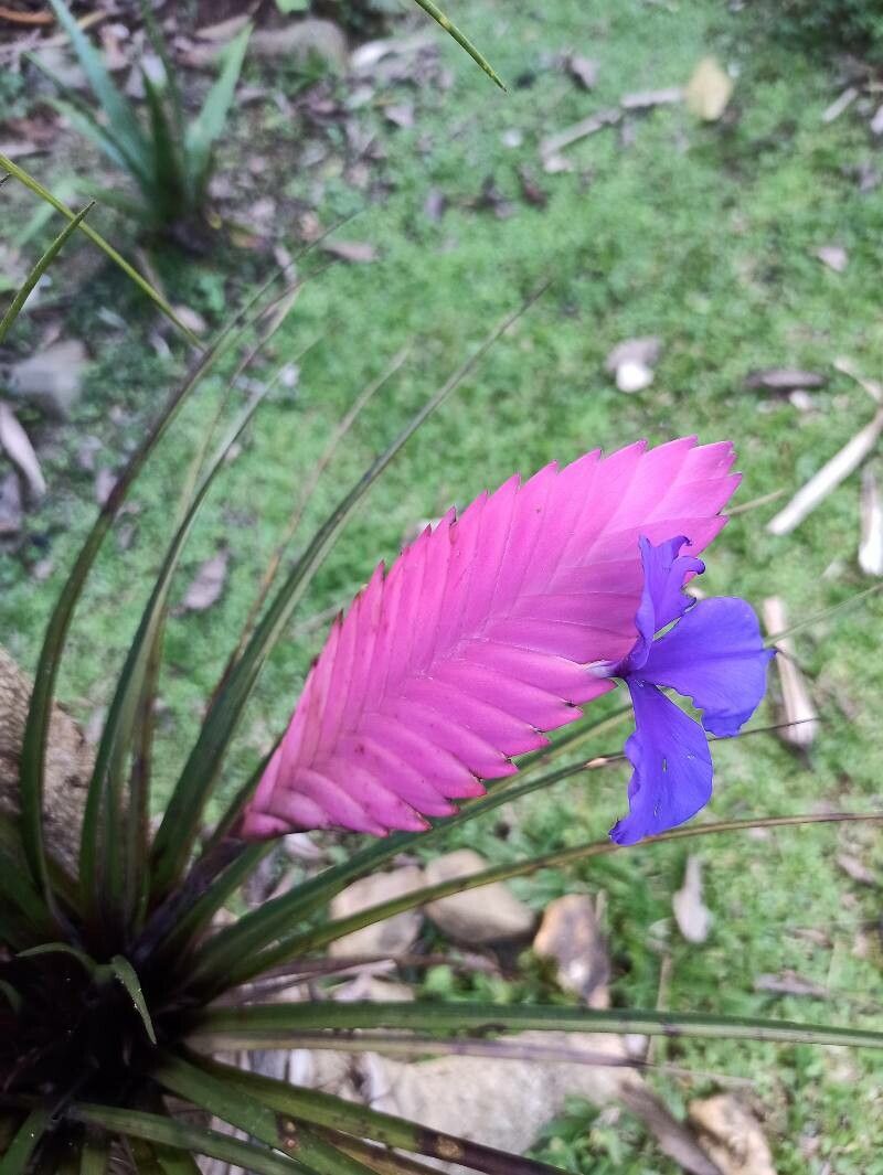 Wallisia anceps flower