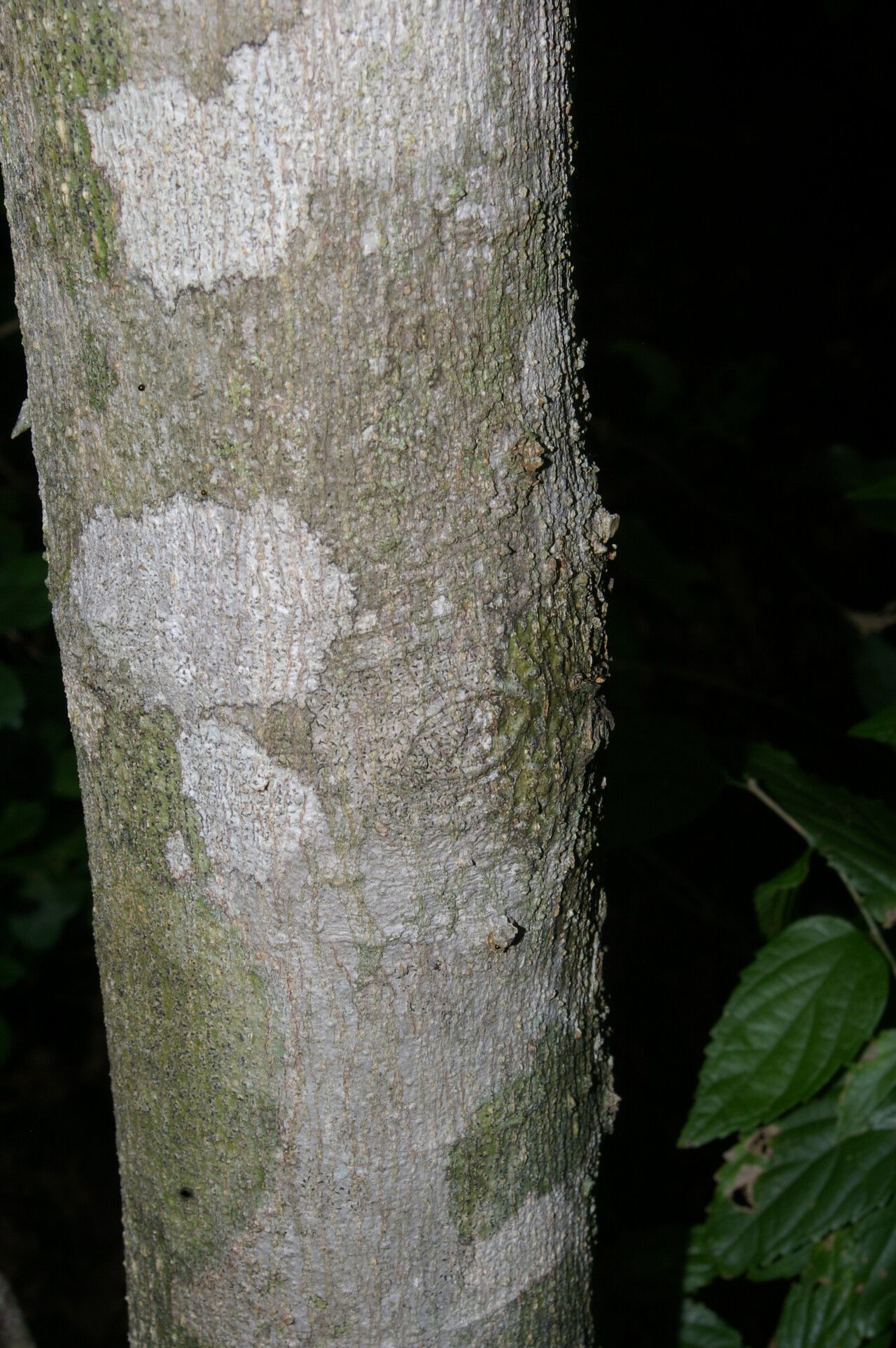Celtis trinervia bark