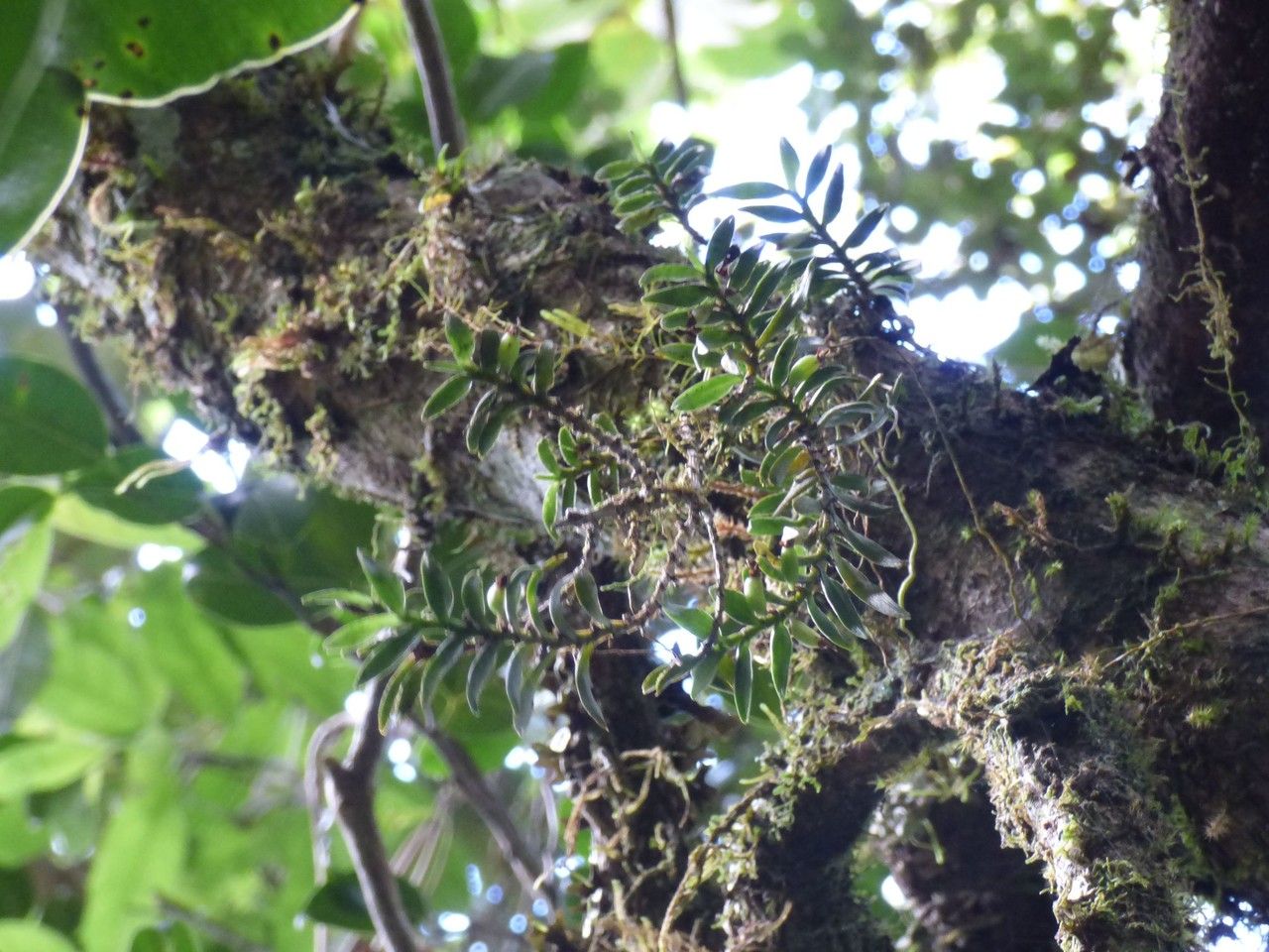 Angraecum hermannii — houseplant care guide