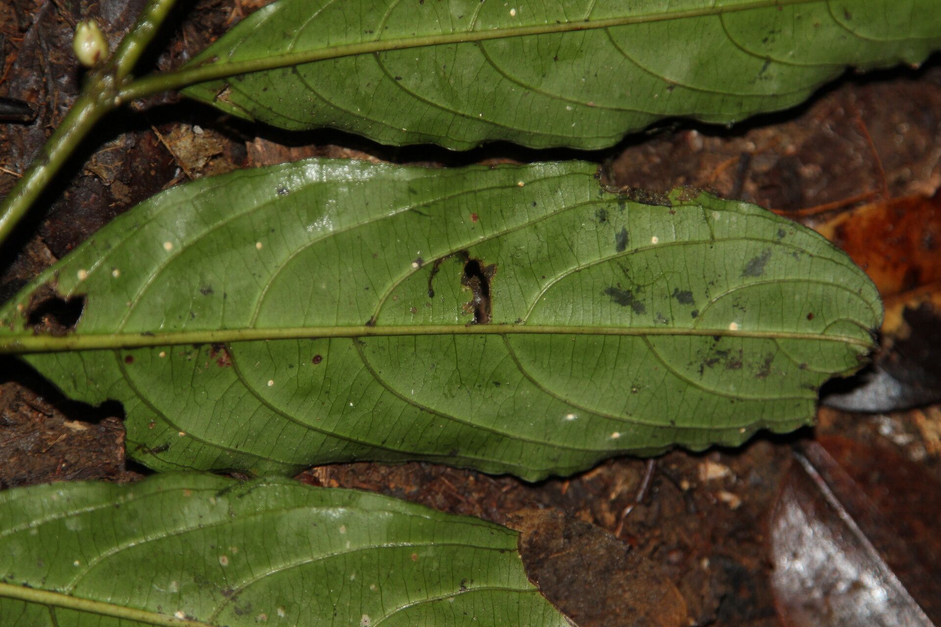 Lasianthus kilimandscharicus leaf