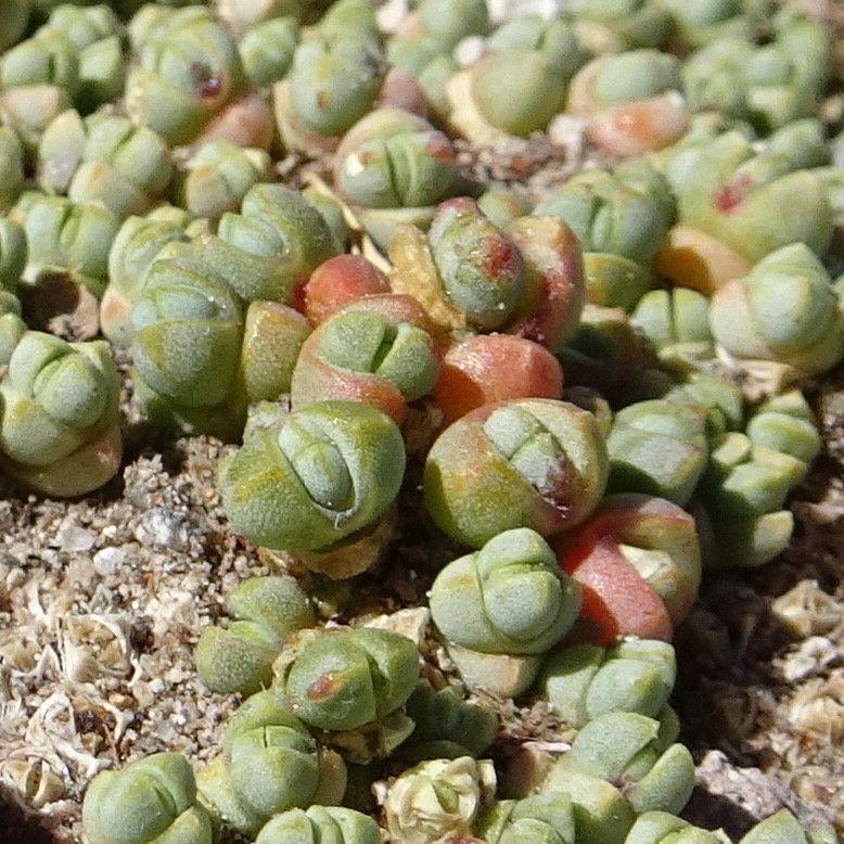 Sarcocornia pulvinata — related species from the same genus