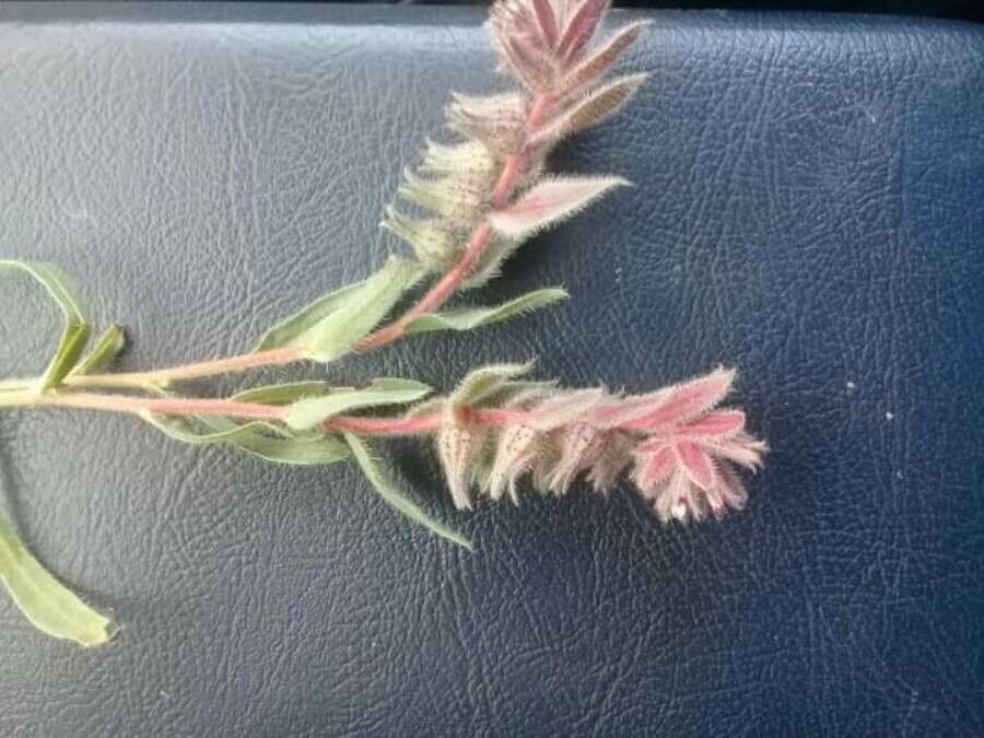 Nonea calycina — related species from the same genus