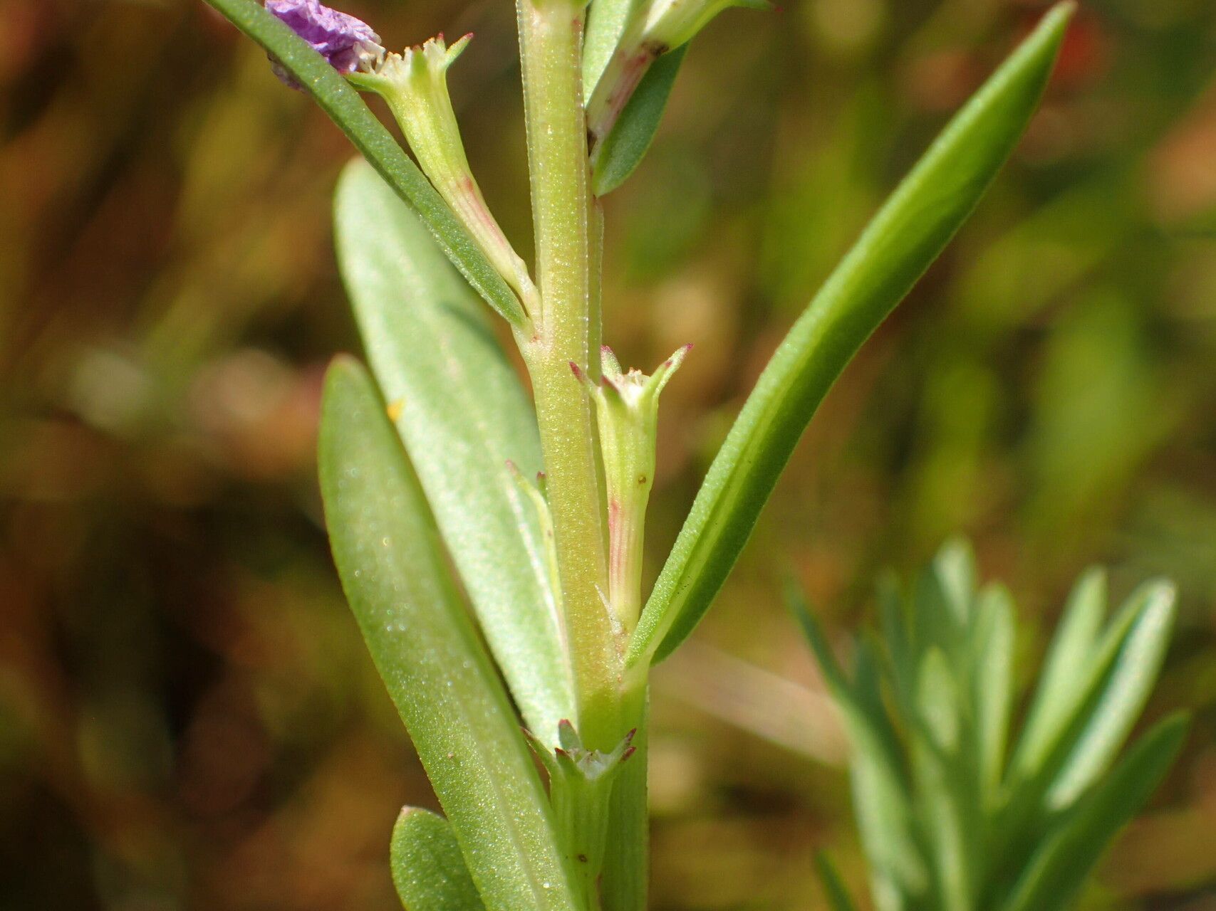 Lythrum hyssopifolia fruit