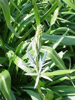 Camassia cusickii habit